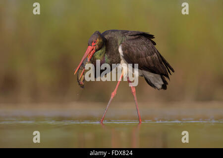 La cigogne noire (Ciconia nigra), la marche à travers l'eau avec les proies en bec, poisson, silure (Silurus glanis) Banque D'Images