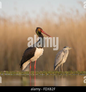 La cigogne noire (Ciconia nigra), debout dans l'eau, l'héron cendré (Ardea cinerea), derrière le Parc National Kiskunság, de l'Est Hongrie Banque D'Images