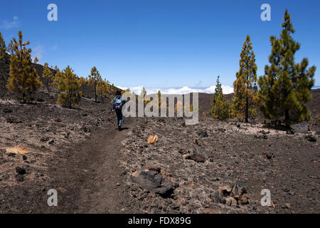 Randonneur dans paysage volcanique avec Secteur de pins (Pinus canariensis), le Parc National du Teide, UNESCO World Heritage Site, Tenerife Banque D'Images