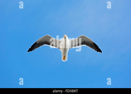 Yellow-legged Gull (Larus michahellis) flying Banque D'Images