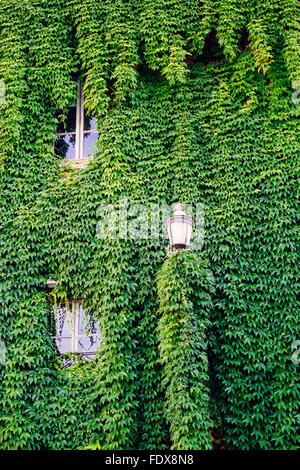 Un bâtiment complètement recouvert de lierre vert luxuriant à Rome, Italie Banque D'Images