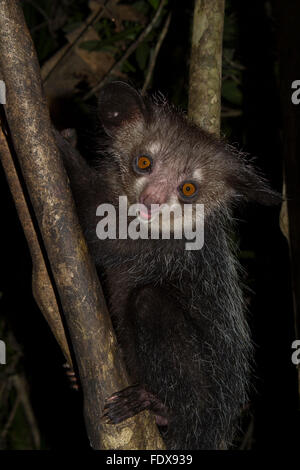 Aye-aye (Daubentonia madagascariensis) sur l'arbre, au nord-est de Madagascar, Madagascar Banque D'Images