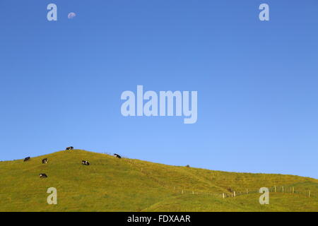 Le pâturage des vaches laitières sur une colline sous une lune de jour en Nouvelle-Zélande. Banque D'Images