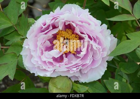 Pivoine rose avec des abeilles butiner dans le centre Banque D'Images