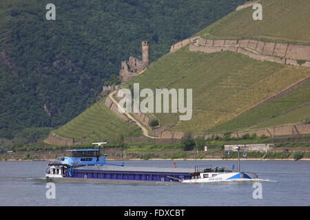 Deutschland, Hessen, Ruedesheim am Rhein, vor Frachtschiff Ruedesheimer Berg mit Burgruine Ehrenfels Banque D'Images