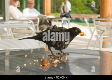 Blackbird (Turdus merula) très tattly détritivores masculin de la nourriture de tables de restaurant dans le centre de jardin d'Alnwick, Northumberland. Banque D'Images