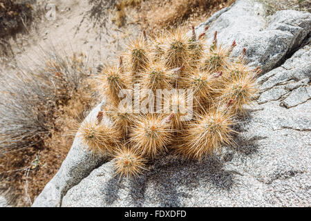 L'isoète d'Hérisson (cactus echinocereus engelmannii) croissant à partir d'une fissure dans un rocher dans Anza-Borrego Desert State Park Banque D'Images