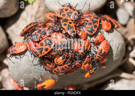 Fire bug, (Pyrrhocoris apterus, firebug). Le sud de la France. De juin. Banque D'Images