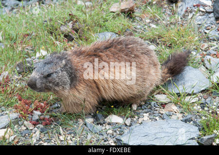 Marmotte des Alpes (Marmota marmota). Près de Gavarnie. Parc National des Pyrénées, les Pyrénées, France. De juin.