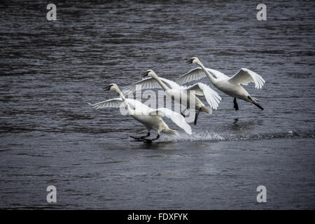 Les cygnes trompettes viennent pour l'atterrissage à Swan Park sur le fleuve Mississippi, Monticello, MN, USA Banque D'Images