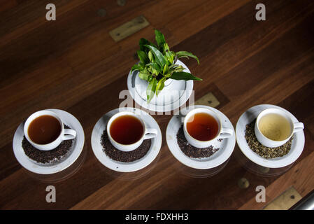 Quatre nuances de thés et un bouquet de feuilles de thé produites sur la plantation de thé de Hetersett dans les collines au-dessus de Nuwara Eliya, cent Banque D'Images