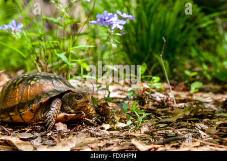 Gulf Coast Box Turtle Banque D'Images