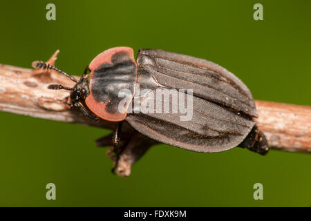 Chat Carrion Beetle (Oiceoptoma noveboracense) Banque D'Images