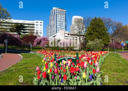 Tulipes maintenu par l'embellissement des plaines blanches Foundation dans le triangle dans le jardin de l'avenue Westchester White Plains, New York. Banque D'Images