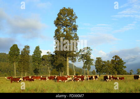 Un troupeau de pâturage des bovins Hereford près de la ville de Rotorua, Nouvelle-Zélande. Banque D'Images