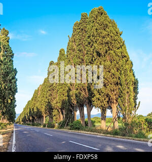 Cyprès de Provence célèbre boulevard arbres paysage. Monument de la maremme, Toscane, Italie, Europe. Ce boulevard est célèbre pour la carte Banque D'Images