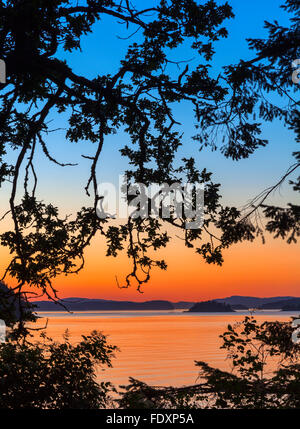 L'île de Saltspring (Colombie-Britannique) : pins silhouetté au crépuscule sur Beaver Point avec le chenal Swanson dans l'arrière-plan, Ruck Banque D'Images