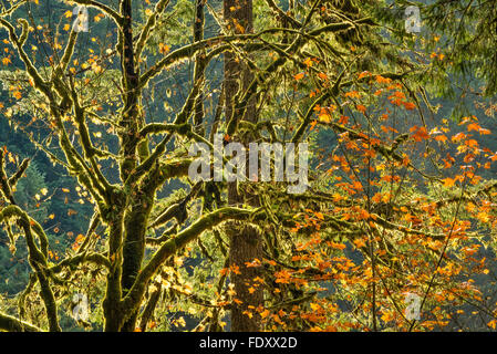 Les érables et moss en automne ; Silver Falls State Park, Oregon. Banque D'Images