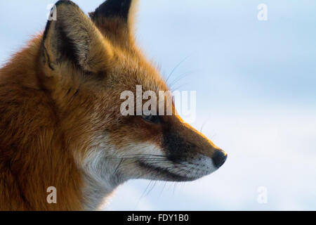 Red Fox close-up Banque D'Images