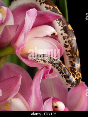 Sable Kenyan (Boa) Eryx colubrinus sur Cymbidium Rose Banque D'Images