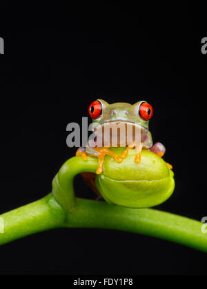 Red eyed Tree Frog Baby Banque D'Images