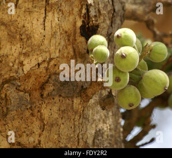 Ficus racemosa, Indien figuier, arbre aux fruits développée le long de la jonction est en grappes, inflorescences globuleuses, hypanthodium Banque D'Images