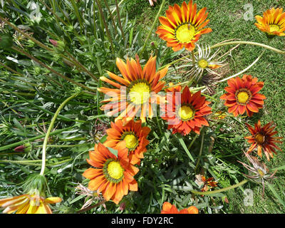 Gazania ringens, ornement de jardin herbe vivace avec des feuilles linéaires et orange rouge de capitules, cultivars de couleurs différentes Banque D'Images