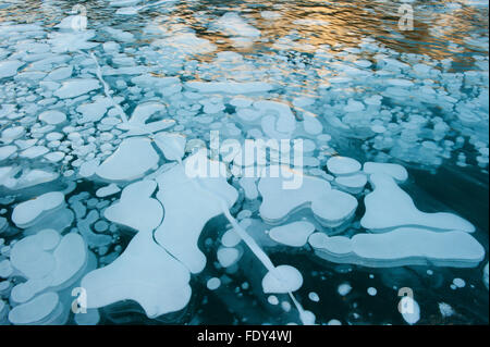 Bulles de gaz gelés en hiver, de la glace de lac, Rocheuses canadiennes, l'Alberta, Canada Banque D'Images