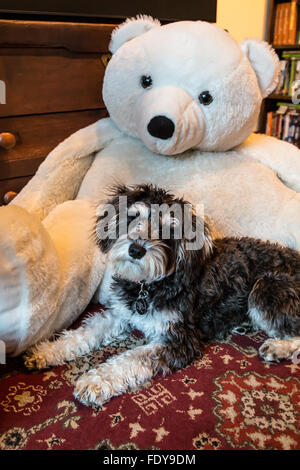 Sept mois Schnoodle puppy '06 juin' assis en face d'un grand ours en peluche, à Issaquah, Washington, USA. Banque D'Images