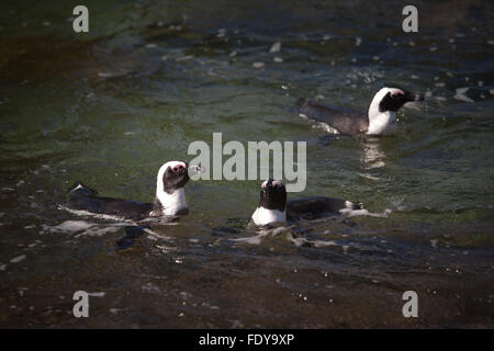 Trois pingouins africains (Spheniscus demersus),nager dans l'océan Atlantique près de l'eau la plage de Boulders à Cape Town, Afrique du Sud Banque D'Images