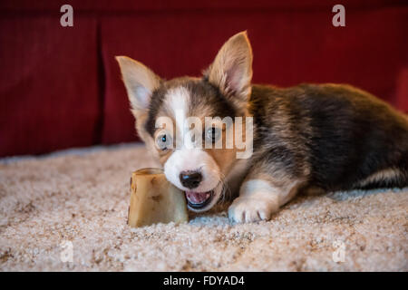 Huit semaines chiot Corgi 'Basil' à mâcher sur son premier segment jamais, à Issaquah, Washington, USA Banque D'Images