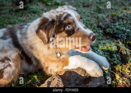 Quatre mois vieux rouge merle chiot Berger Australien 'Harvest Moon's Cimarron Rose' couché dans un jardin à Issaquah, Washington, USA Banque D'Images