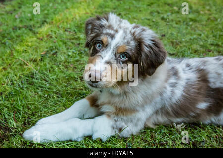 Quatre mois vieux rouge merle chiot Berger Australien 'Harvest Moon's Cimarron Rose' couché dans la pelouse Banque D'Images