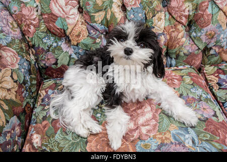 Maltipoo puppy 'Amy' allongé sur un canapé à Seattle, Washington, USA. Banque D'Images