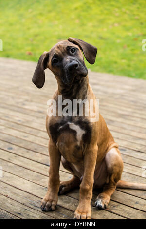 Quatre mois Rhodesian Ridgeback puppy, Ted, assis sur une terrasse en bois à Issaquah, Washington, USA. Banque D'Images