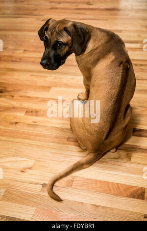 Quatre mois Rhodesian Ridgeback puppy, Ted, assis sur un sol en bois à Issaquah, Washington, USA Banque D'Images