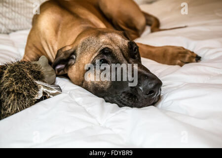 Quatre mois Rhodesian Ridgeback puppy, Ted, couchée sur son lit du propriétaire à Issaquah, Washington, USA Banque D'Images