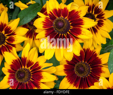 Rudbeckia hirta 'Denver' - Gloriosa Daisy Daisy Banque D'Images