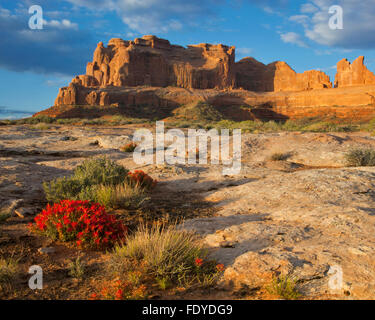 Arches National Park, UT Matin soleil illumine les nuages de compensation et les tours de l'avenue Park avec red paintbrush (Castilleja Banque D'Images