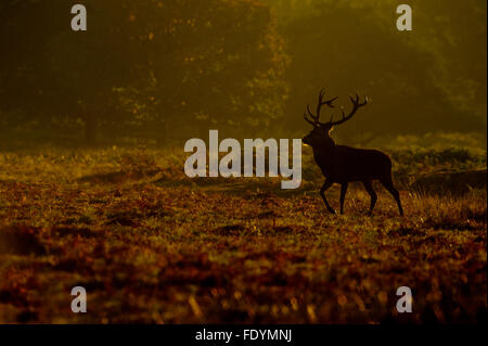 Red Deer (Cervus elaphus) stag en lumière du matin