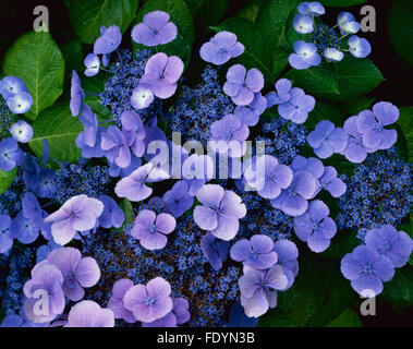 Vashon Island, WA détail de fleurs d'hortensia lacecap bleu (Hydrangea macrophylla) Banque D'Images