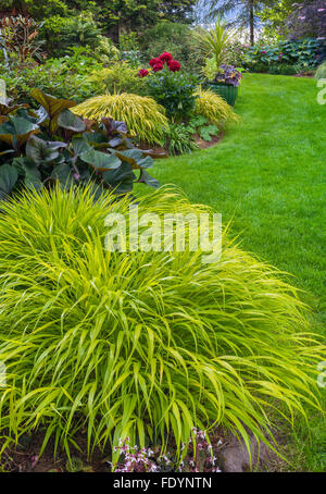 Vashon-Maury Island, WA : herbe forêt japonais (Hakonechloa macra 'All Gold') dans un jardin d'ombre avec pivoine rouge, ligulaire Banque D'Images