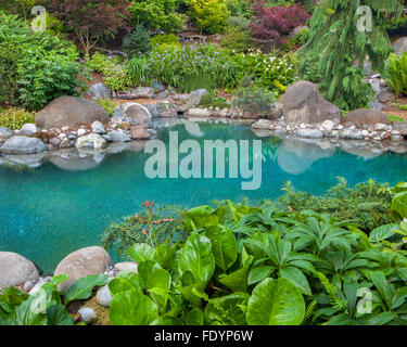 Vashon-Maury Island, WA : piscine d'eau salée entourée de bois Jardin éternel avec l'hellébore et Parthenocissus Banque D'Images