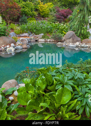 Vashon-Maury Island, WA : piscine d'eau salée entourée de bois Jardin éternel avec l'hellébore et Parthenocissus dans la foreg Banque D'Images