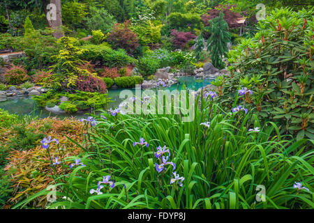 Vashon-Maury Island, WA blooming Iris à côté d'un bassin d'eau salée entourée de bois jardin de vivaces. Banque D'Images