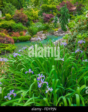 Vashon-Maury Island, WA blooming Iris à côté d'un bassin d'eau salée entourée de bois jardin de vivaces. Banque D'Images