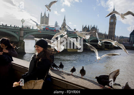 Les touristes entouré par les mouettes planant au-dessus sur la rive sud de Londres, en face du parlement. Weswtminster Banque D'Images