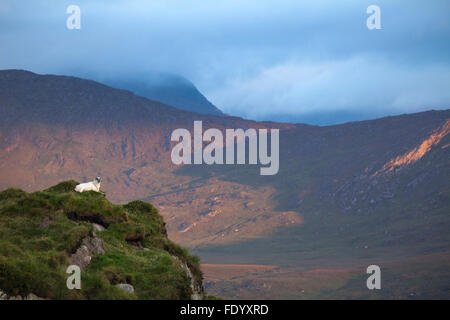 Les moutons à l'ensemble de la vallée noire de Moll's Gap, comté de Kerry, Irlande. Banque D'Images