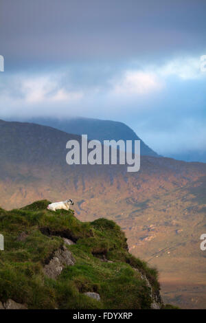 Les moutons à l'ensemble de la vallée noire de Moll's Gap, comté de Kerry, Irlande. Banque D'Images