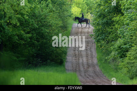 Neuenhagen, Allemagne, Cheval et cavalier pendant un matin, entraînement sur l'Boll Ensdorfer Banque D'Images